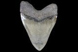Serrated, Megalodon Tooth - Georgia #69761-1